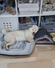 N-G-L-Shop Bild 9