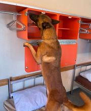 DetectDOG by HDD, Horner Détection Désinfestation sàrl Bild 7