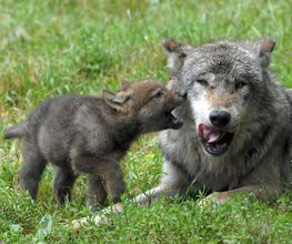 Parc Animalier image 4