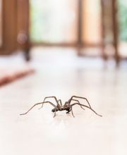 Nitro Pest Solutions, LLC image 10