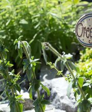 Niesen Gärten GmbH Bild 10