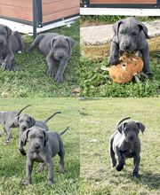 2016 Blue litter at 6-weeks-old. A new litter is due July 18, 2018. DeepSouthDanes.com