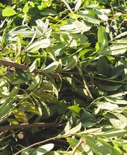 Fratelli Maffi SA Bild 2