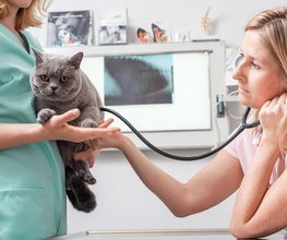 Tierarzt Dr. Jasmin Riemel Bonn