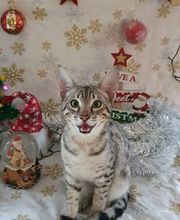 La Forêt des Ronrons image 1