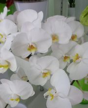 Aux Fleurs de l'Aulne image 1