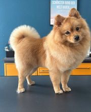 Artgerecht-dogspa Bild 2