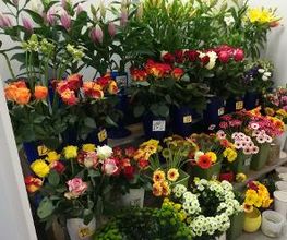 Blumen Kiosk Bild 3