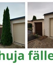 Thuja Fällen