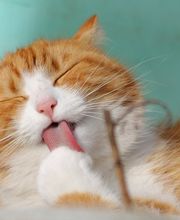 Kleintierarzt St. Antoni