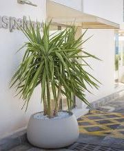 Hotel Las Palmas imagen 3