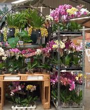 La Main Verte image 5