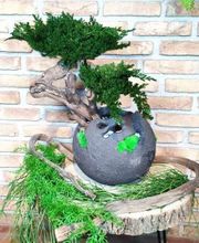 Vegetal Trend Sàrl Bild 6