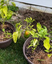 Clover Ridge Place image 18