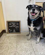 Brookhill Animal Hospital image 2