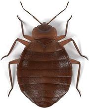 Lloyd Pest & Termite Control image 12