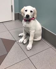 Gentle Doctor Animal Hospital image 16