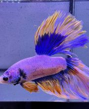 Aquasalvaje imagen 13