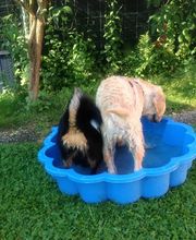 Hunde-Schule Manuela Albrecht - I han en Hund ... ja und?! Bild 11