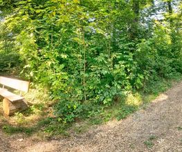 FriedWald Starzach Bild 6