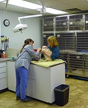 The Village Veterinarian image 4