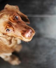 Veterinario Vet Sur Armeñime imagen 10