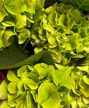 Fleur Evasion Sàrl Bild 8