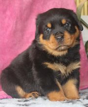 La Licorne Noire image 13