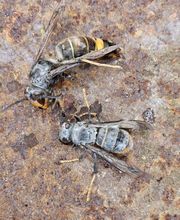 Deratisenet image 10