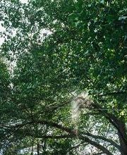 Top Tier Trees image 1