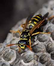 OPC Pest Services - Thornton image 15