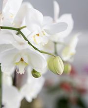 Gallery Professionale