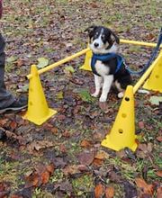 Sitz Platz Komm Hundeschule Marion Hans Bild 12