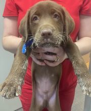 Apple Valley Veterinary Clinic image 12