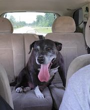 Grant Animal Clinic image 1