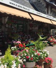 A. Pinto Fleurs Bild 8