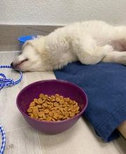Advanced Care Veterinary Services image 2