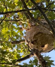 Allo Guepes Dératisation image 5