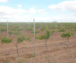 servicas-sl-vinedo-01.jpg