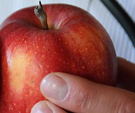 PAGANINI Frutta SA Bild 4
