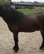 Leenhof Reitschule - Islandpferde Bild 8