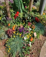 Blumen Dahlmann Bild 15