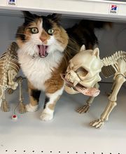 Veterinary Medical Center image 9