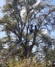 Mickael élagage image 6