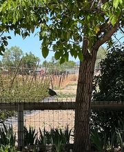 Jacobs Berry Farm image 12