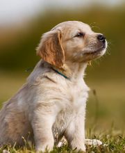 West Park Veterinary Services image 3