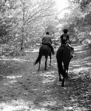 Cheval Nature image 8