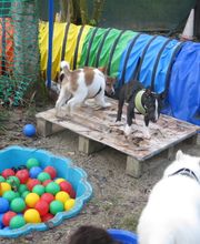 Hundeschule Amperland Ihre mobile Hundeschule bei FFB Bild 8