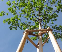 Gartenbau Thoellden Bild 2