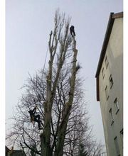 Baumdienst Harzer Bild 5